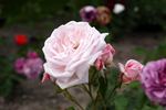 Fashionette rose photo
