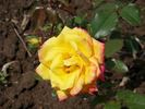 Gartengold rose photo