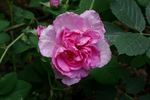 Agatha rose photo
