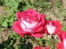 Grand Gala ® rose photo