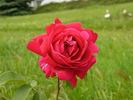 Grand Slam (hybrid tea, Swim rose photo