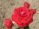 Kaiserin Farah rose photo