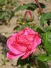 Baronne Finaz rose photo