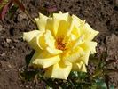 Diana Menuhin rose photo
