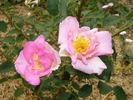 Margaret M. Wylie rose photo