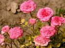 Mimi rose photo