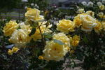 Aunt Gerry rose photo