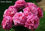 Cento Qaranta rose photo