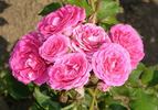 Pink Garnette rose photo