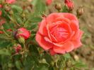 Roterzwerg rose photo
