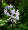 C. jouiana praecox clematis photo