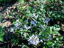 C. jouiana praecox clematis photo