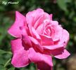 Big Hearted rose photo