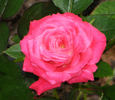 Nurse Donna rose photo
