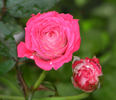 Nurse Donna rose photo