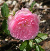 Nostalgia ™ rose photo