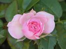 Nostalgia ™ rose photo