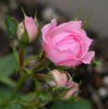 Nostalgia ™ rose photo