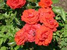 Anuschka ® rose photo