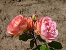 United Nations rose photo