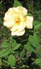 Anson Jones rose photo