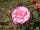 Apor Vilmos emléke rose photo