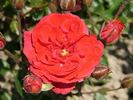 Álmos rose photo