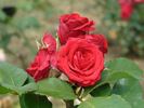 Arad rose photo