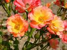 Árpád rose photo