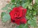 Attila rose photo