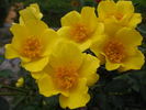 Baby Love rose photo