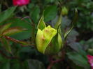 Green Planet® rose photo