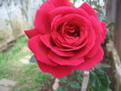 Femme Actuelle ® rose photo