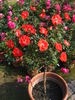 Gizmo™ rose photo
