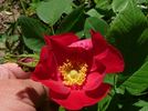 Amour rose photo