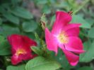 Amour rose photo