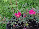 Mohawk rose photo