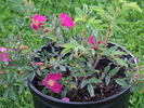 Mohawk rose photo