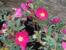 Mohawk rose photo