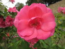 Pink La Sevillana® rose photo