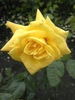 Dr. Faust rose photo