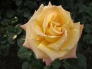 Mona Lisa rose photo
