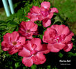 Clarion Call rose photo