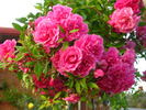 Weeping China Doll rose photo