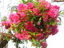 Weeping China Doll rose photo