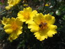 Baby Love rose photo