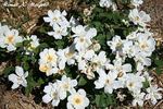 How Sweet rose photo