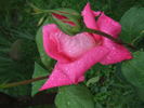 Bobby Charlton rose photo