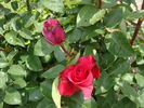 Saonara rose photo