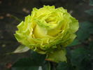 Green Planet® rose photo